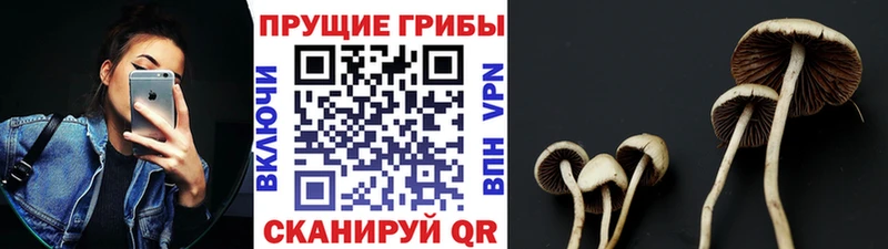как найти наркотики Макаров Псилоцибиновые грибы прущие грибы